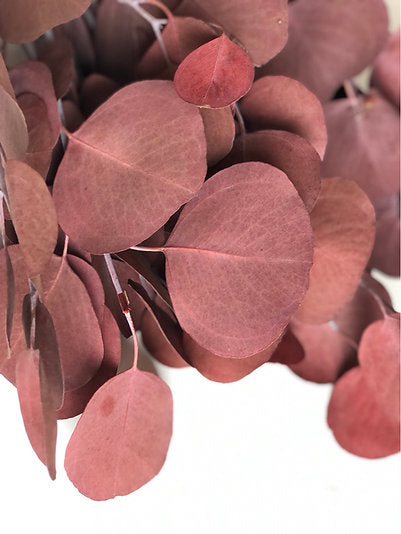 Eucalyptus populus stabilisé - Grande