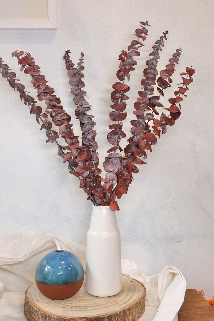 Eukalyptus babyblau - rot 10 Stiele