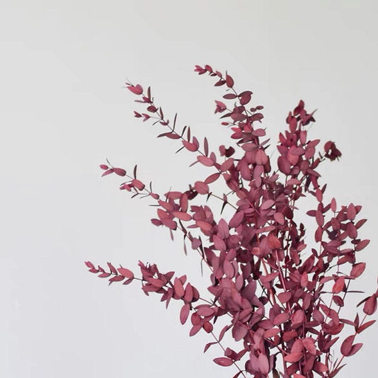 Eucalyptus stabilisé -Grande