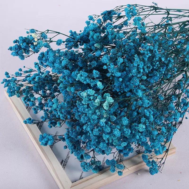 Gypsophile bleu foncé