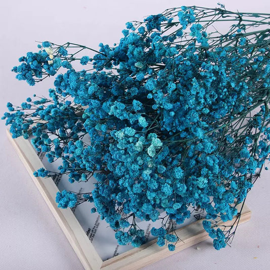 Gypsophile bleu foncé