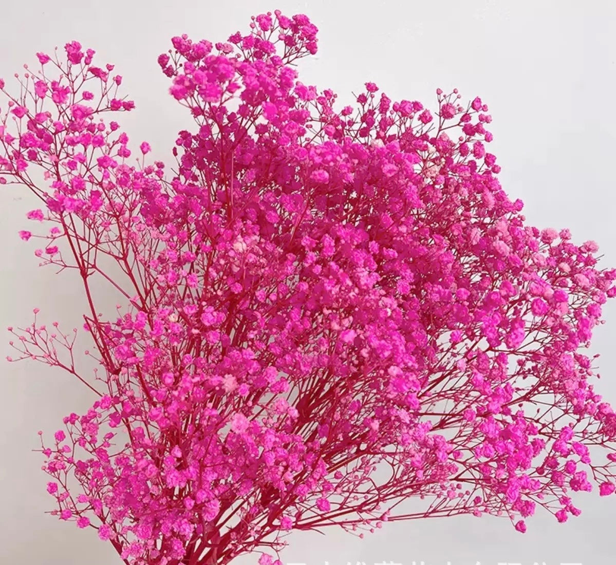Dark pink stabilized gypsophila