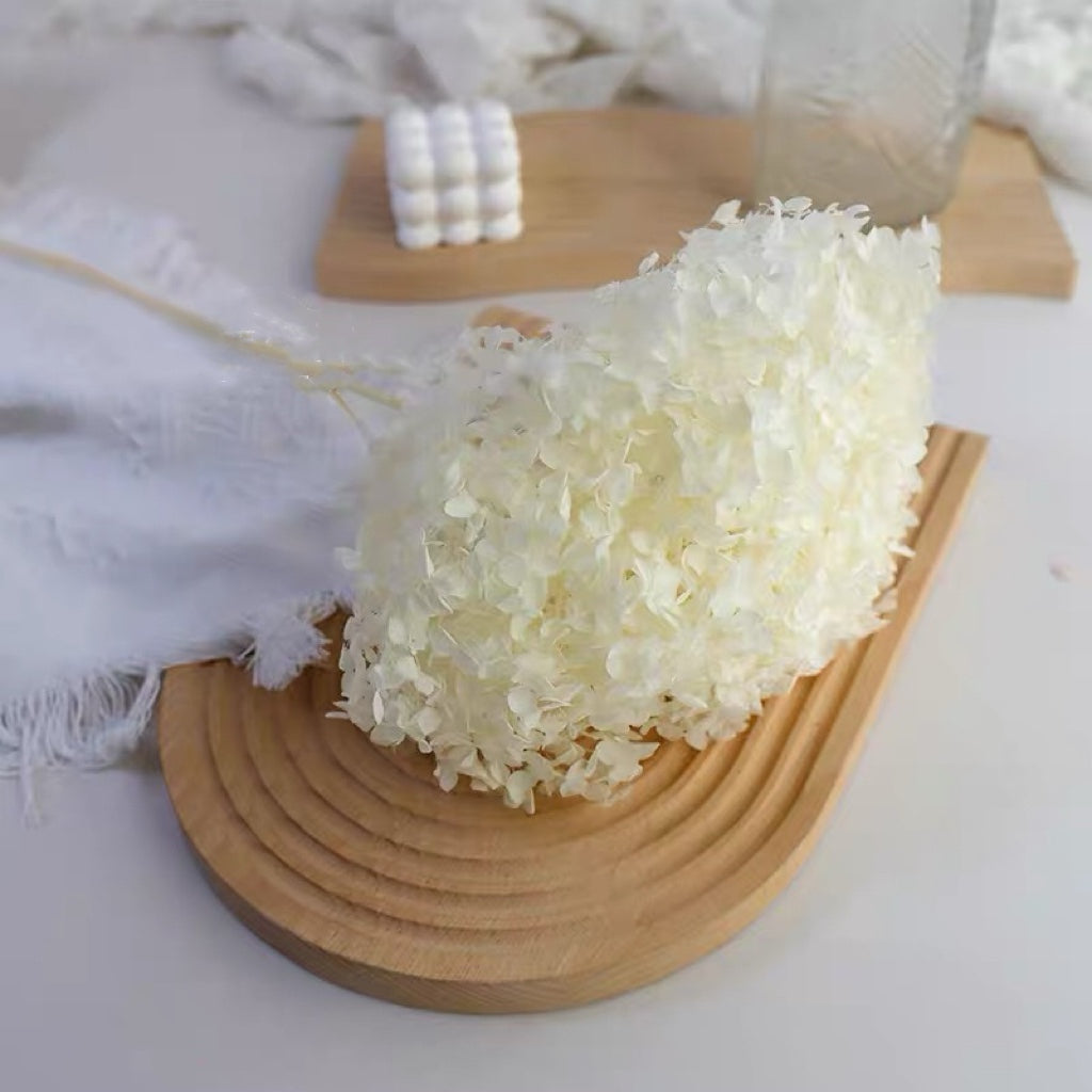 White stabilized hydrangea