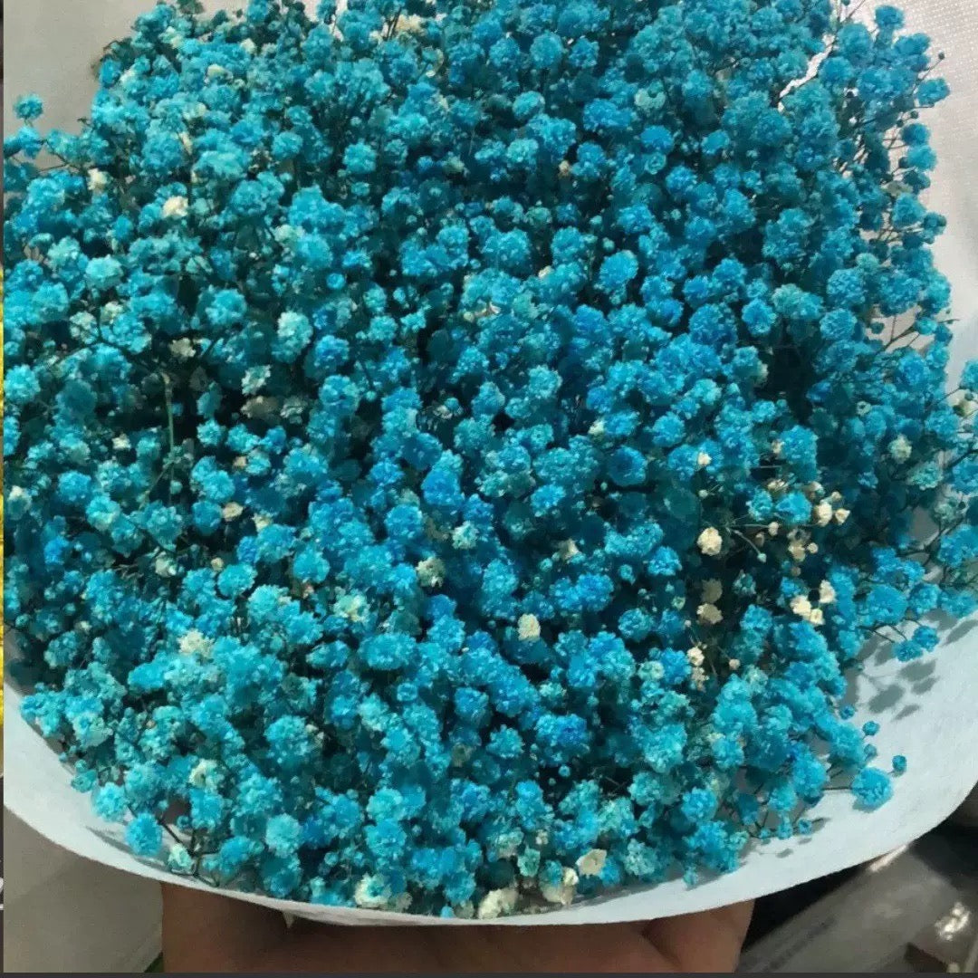 Gypsophile bleu foncé