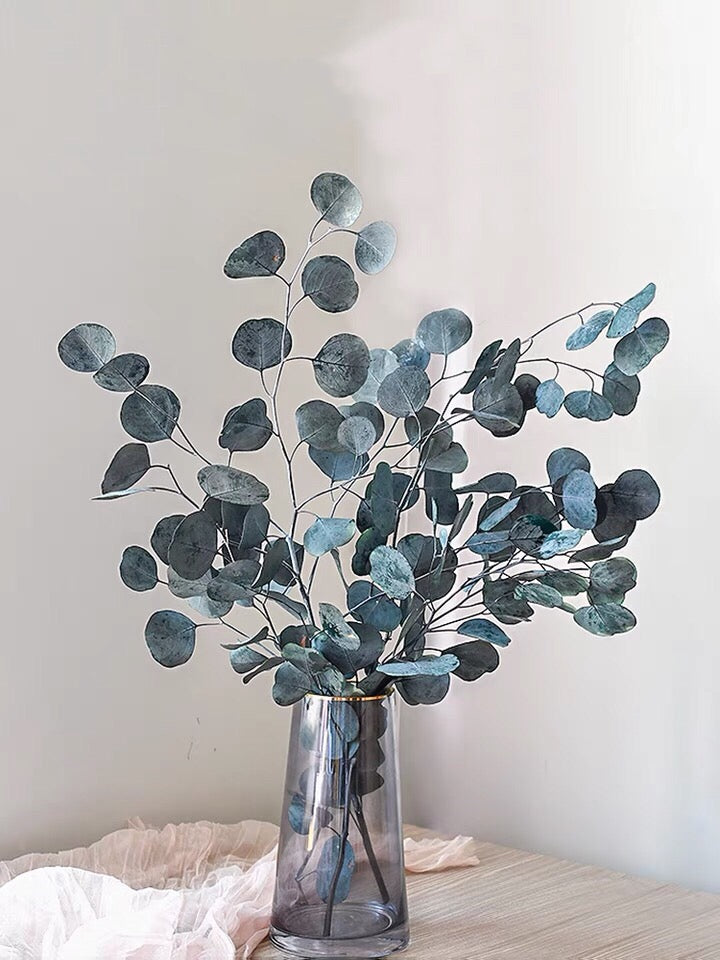 Grüne Populus Eukalyptus -Grande