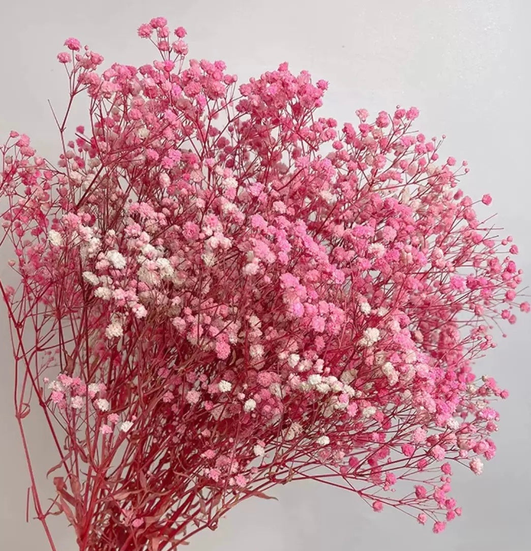Gypsophile rose