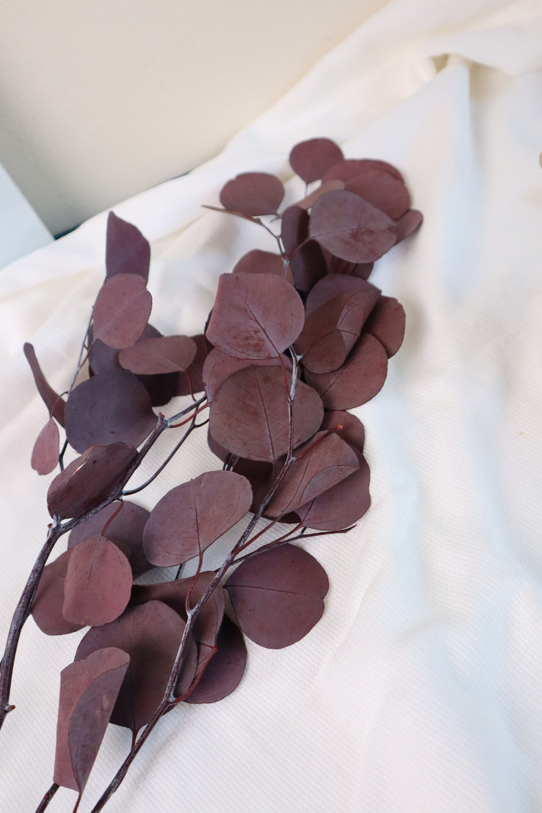 Eucalyptus stabilisé