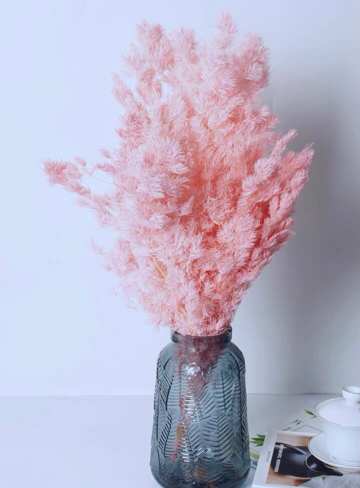 Asparagus rose - 1 tige