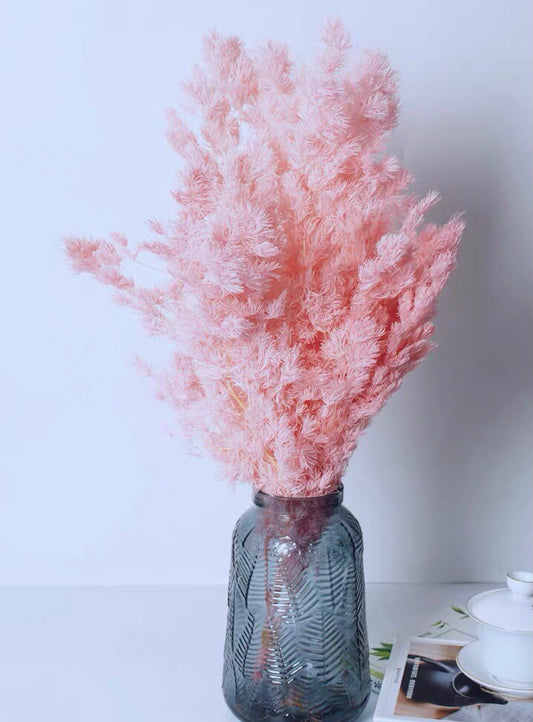 Pink asparagus - 1 stem