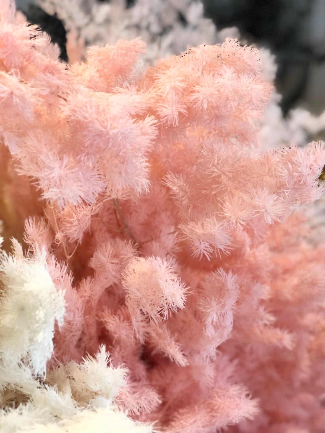 Asparagus rose - 1 tige