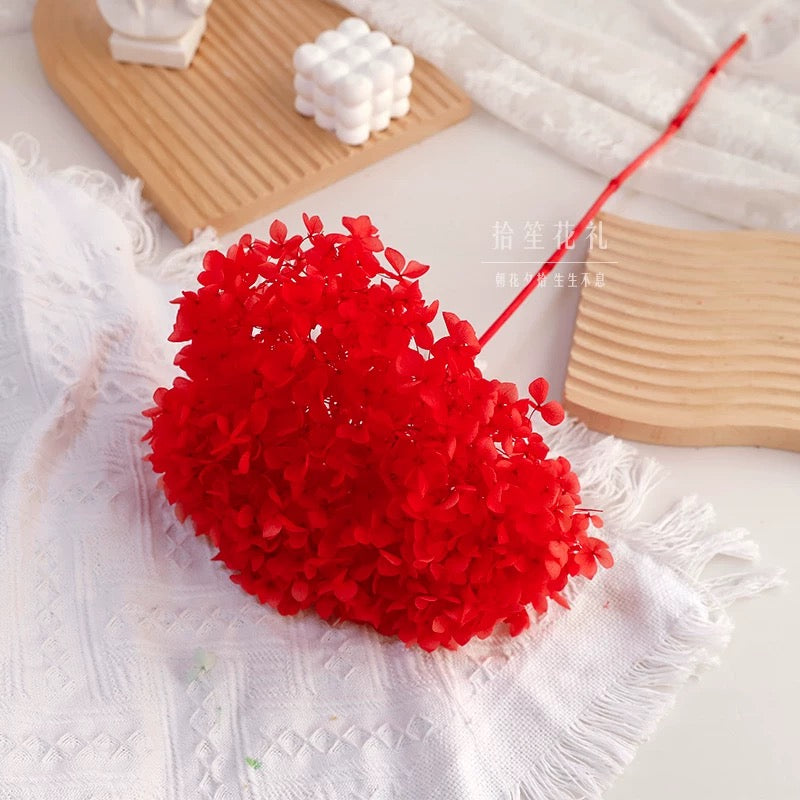 Hortensia stabilisé Rouge