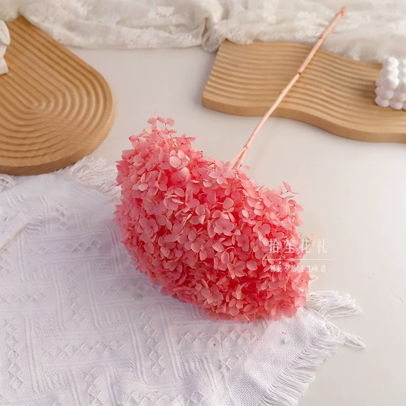 Hortensia stabilisé Rose