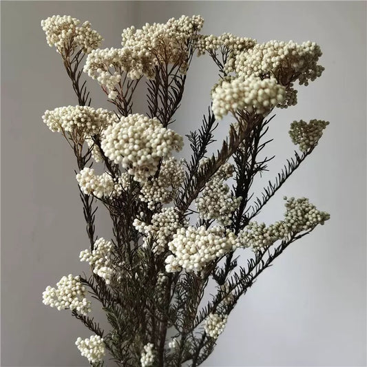 Rice flower - white