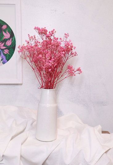 Pink gypsophila