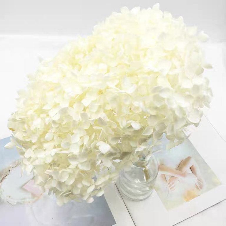 White stabilized hydrangea 