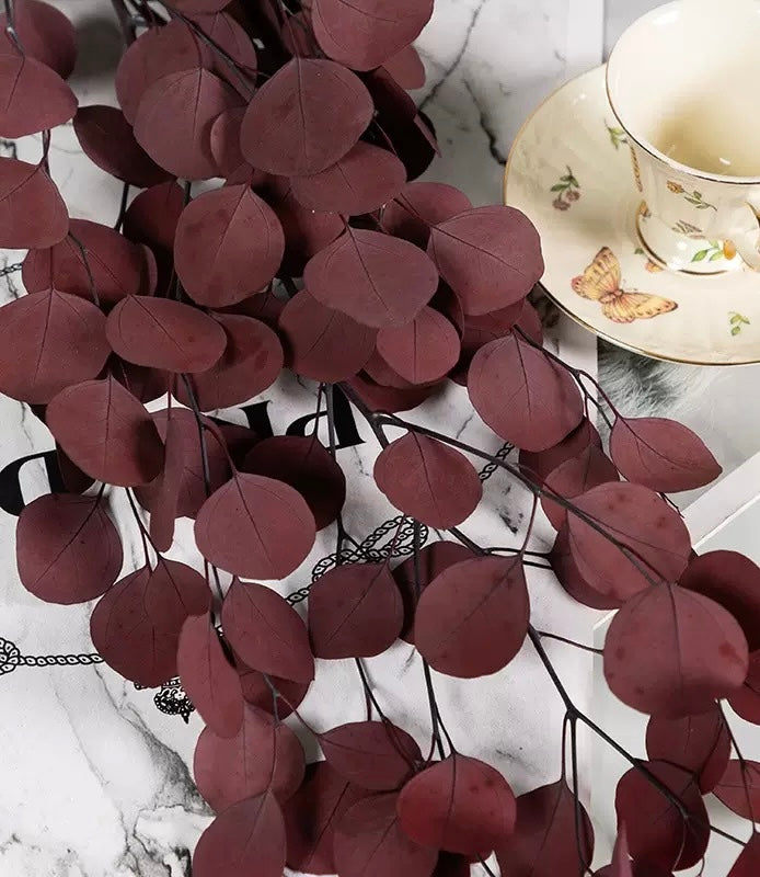 Eucalyptus populus stabilisé - Grande