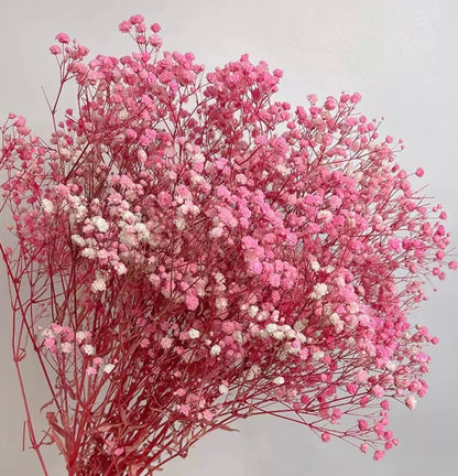 Gypsophile rose