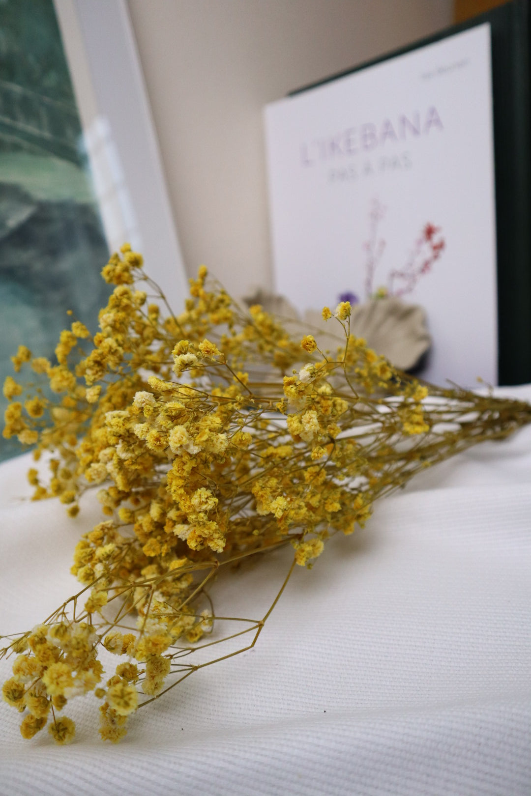 Gypsophile jaune -5tiges