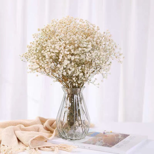 White stabilized gypsophila