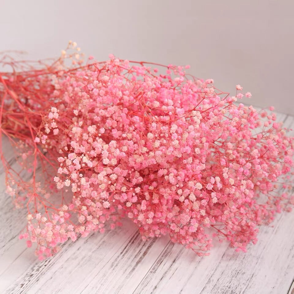 Pink gypsophila