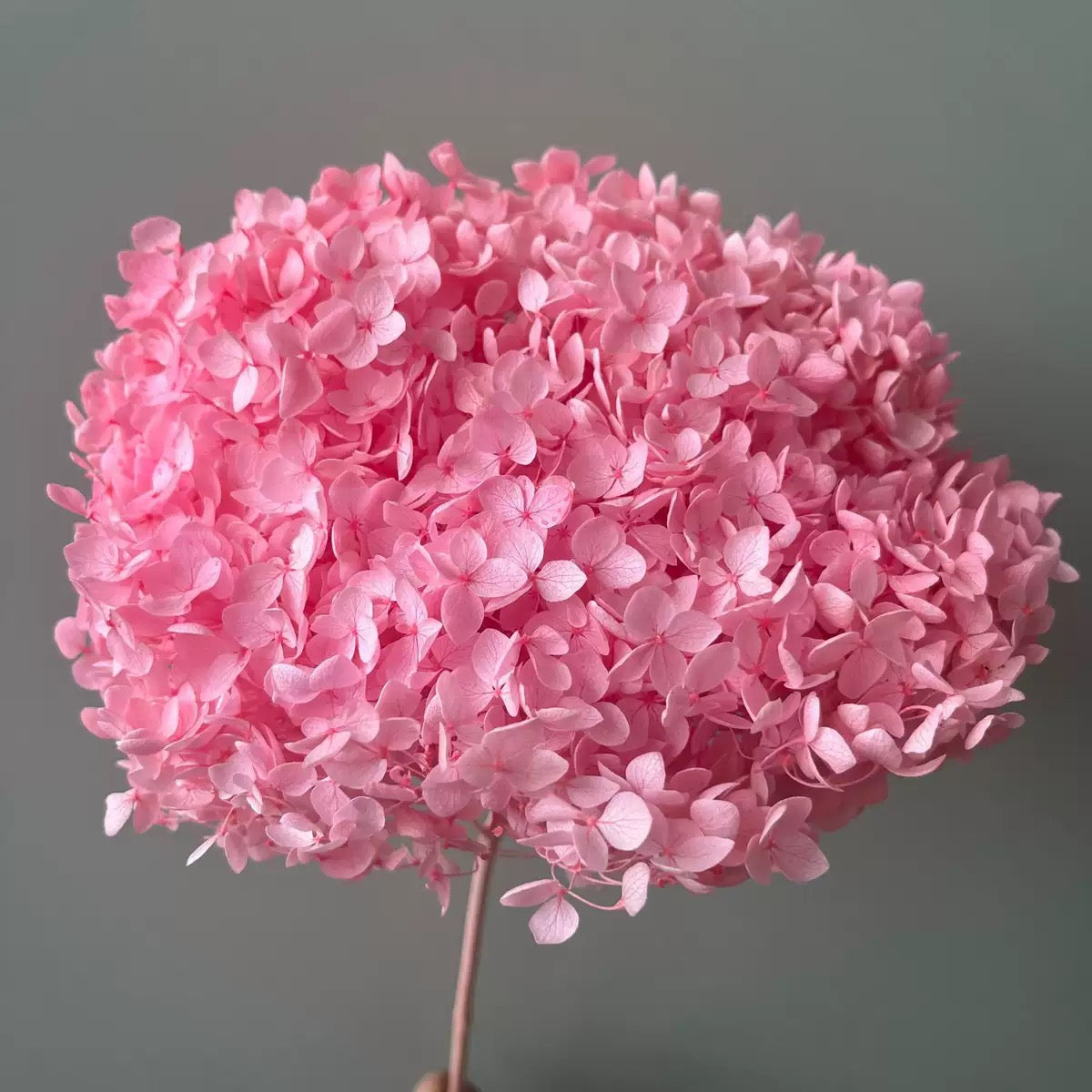 Hortensia stabilisé Rose