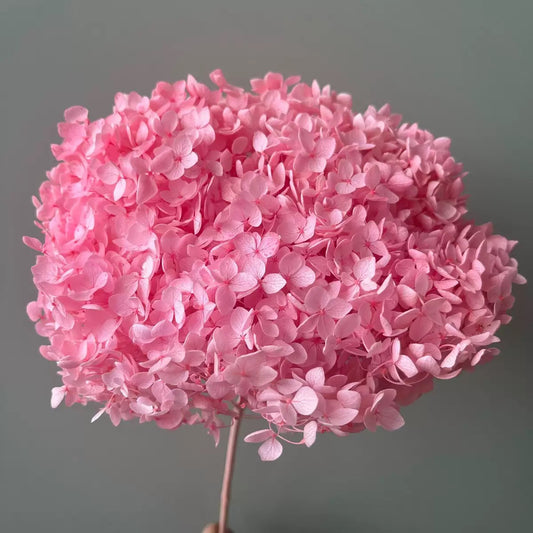 Hortensia stabilisé Rose